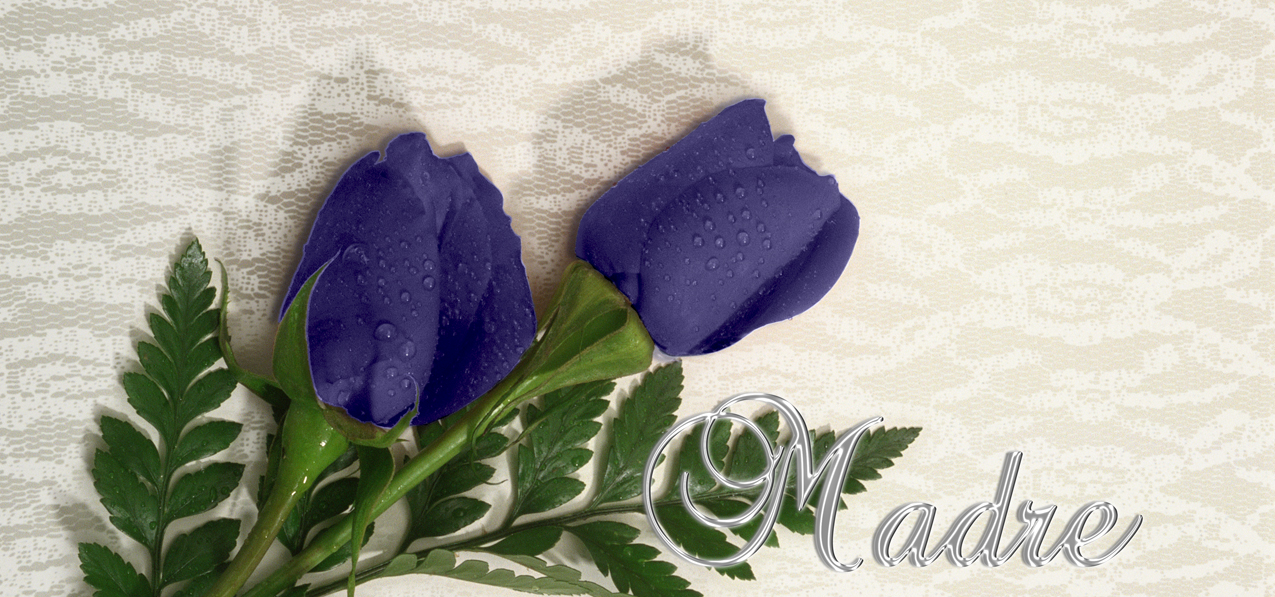 2 Roses Purple Silver Madre
